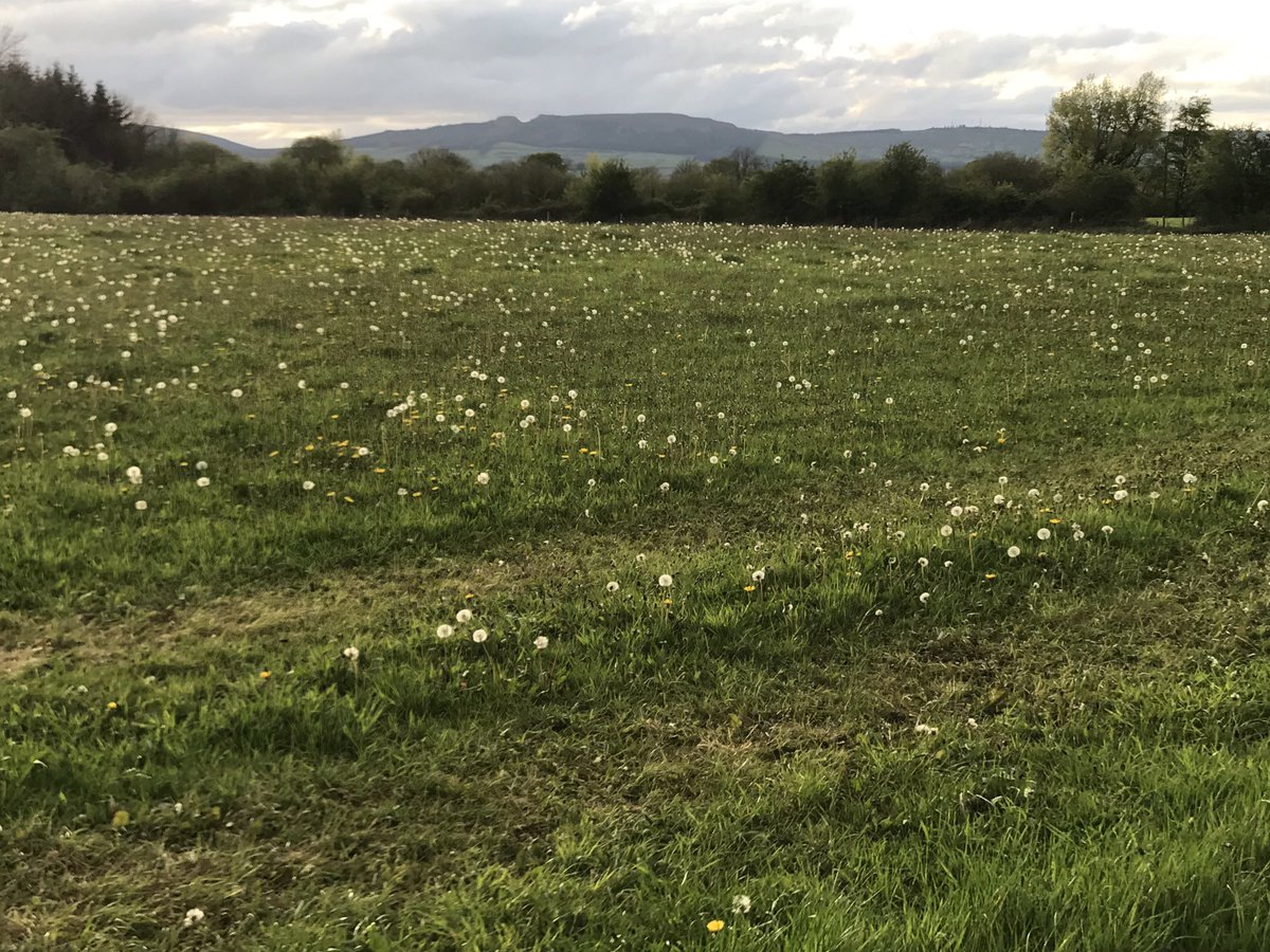 Great to see the dandelions in the field supporting our pollinators.