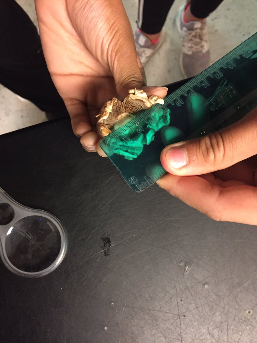 msthiemescience's tweet photo. What are the characteristics of Kingdom Fungi?  How do club fungi reproduce?  Today Ss answered these questions and calculated the spore production of mushrooms. @DickersonMSCobb  @cobbscience https://t.co/UpDdmgoq1g