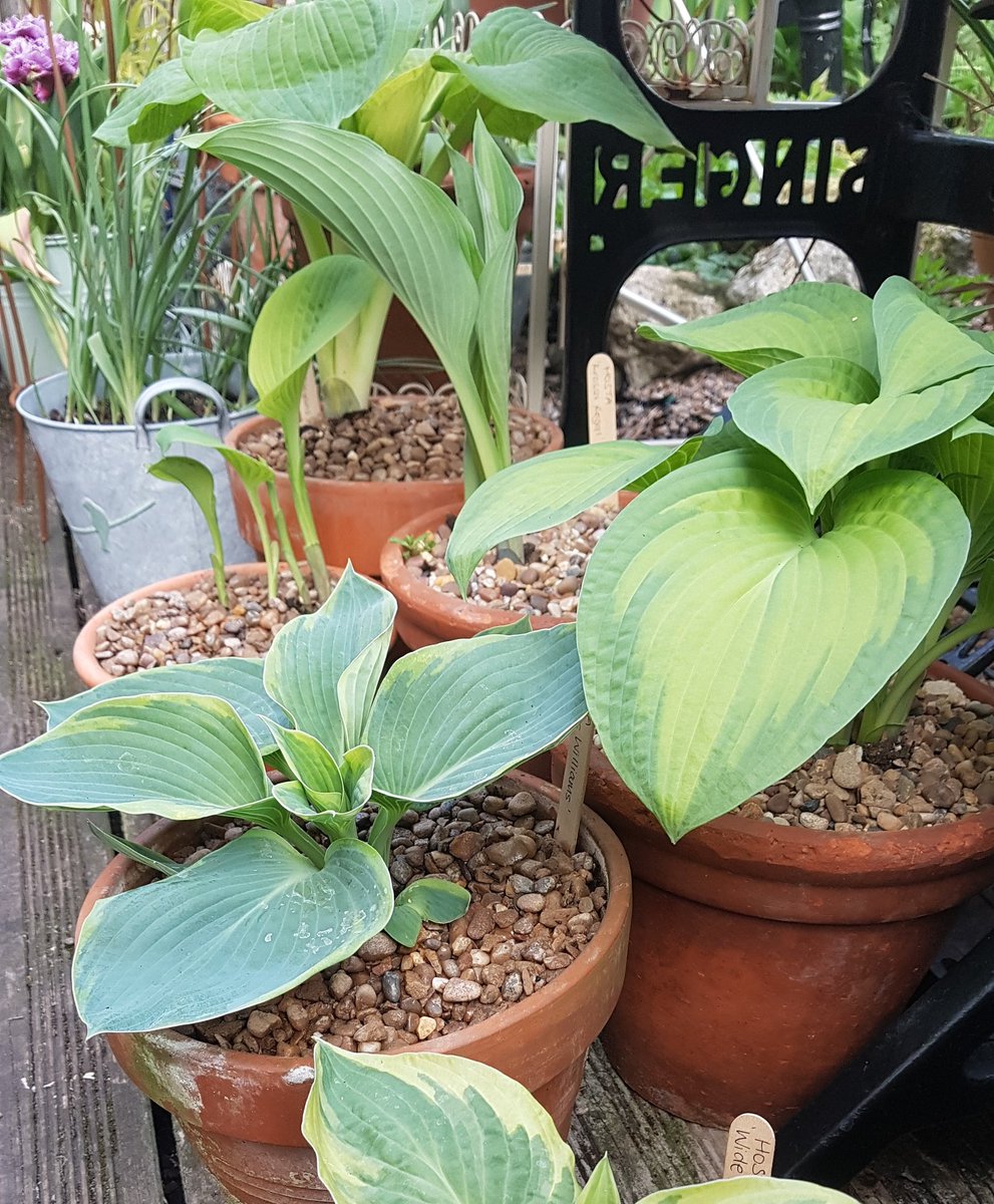 This is what Mrs L calls 'Hosta Avenue' !!