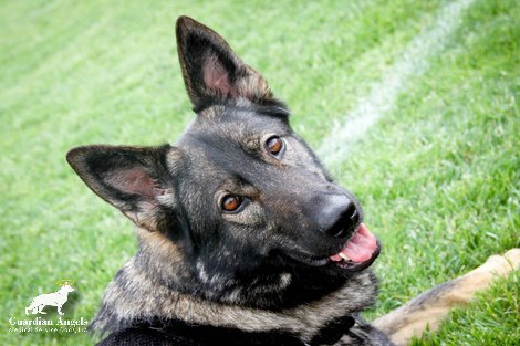 MediServiceDogs's tweet image. 💙Getting down to the wire! Hoping you&apos;ll help our Super #ServiceDog Alice &amp;amp; her Recipient Tonio make it to Round #2 in the #HeroDogAwards!
 Just TWO Days Left😮🐾
Please take just a moment to click the link VOTE &amp;amp; SHARE🇺🇸
herodogawards.org/dog/alice/
#Love #Family #GSD #ServiceDogs