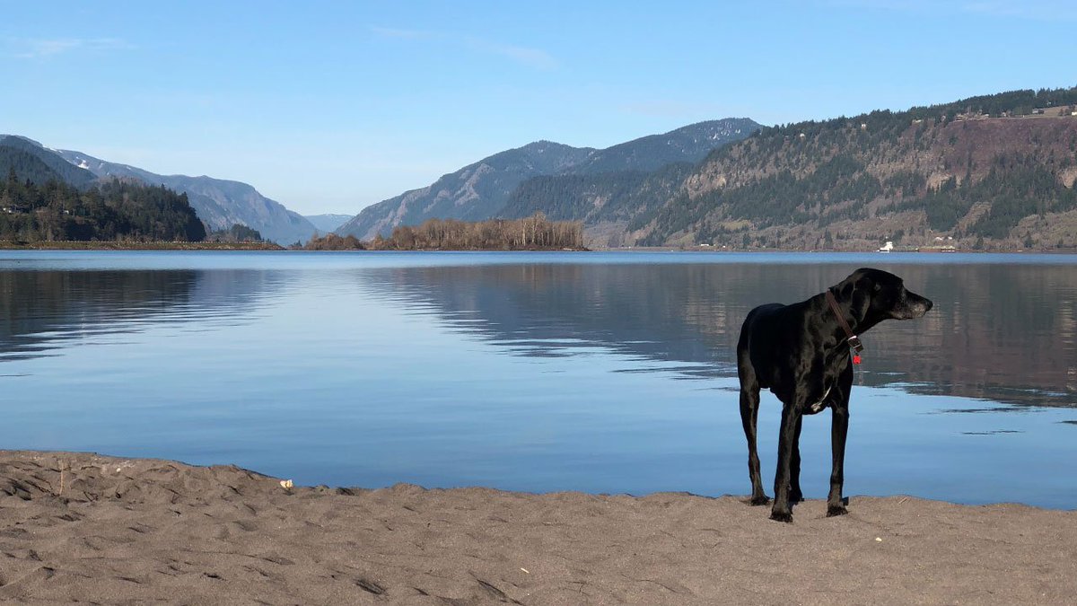 TravelOregon's tweet photo. If your dog is your favorite adventure sidekick, don’t miss these top spots in Oregon to roam, fetch, sit and play. https://t.co/2XQBc3TMO3 https://t.co/jvZVUXzref