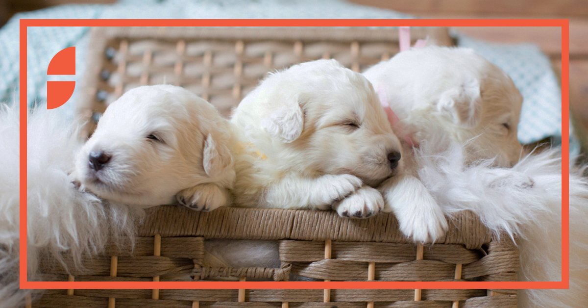 🐕 Que vaut la perte d’un chien de race? 🐩
Notre résumé de la récente décision dans l’affaire Walsh c. Dandurand, 2019 QCCS 1403, par Laurent Debrun.spiegelsohmer.com/2019/04/30/que…
#chienderace #chien #decisionrecente #droitqc #avocat #avocatlitige #litige #decisionlitige