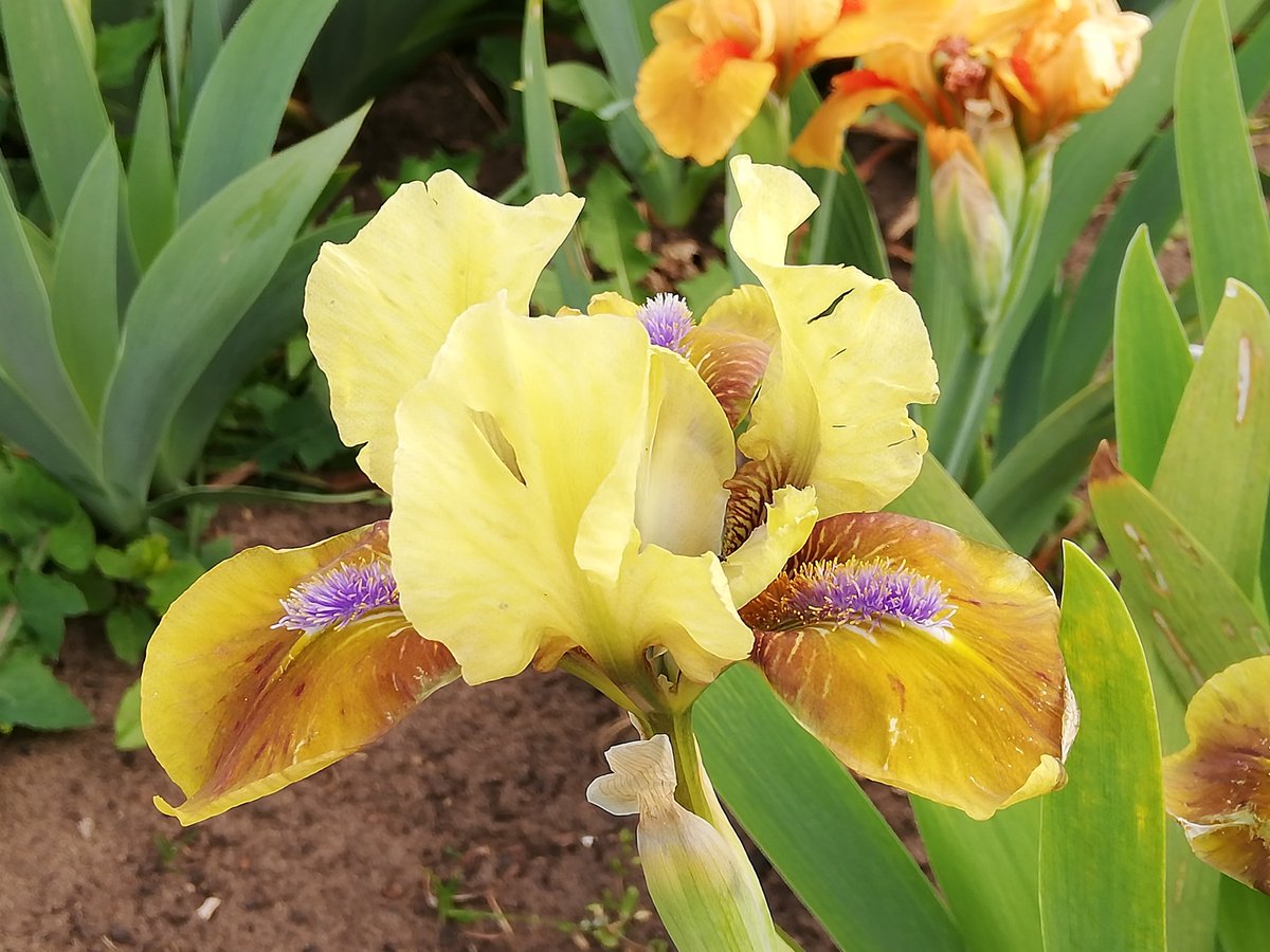themanicbotanic's tweet photo. Banbury Ruffles and Orange Tiger flowering today plus 2 NOIDs ... Anyone any ideas? https://t.co/lQ6z0M0wMd