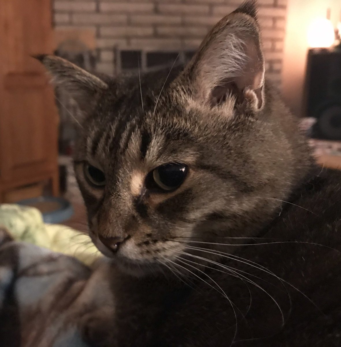 PoconoHYanulus's tweet photo. Consider adopting a shelter pet. One of the best two decisions of my life. #NationalAdoptAShelterPetDay #PepperLife #HemiLife #cats #CatsOfTwiter #AdoptDontShop https://t.co/dRSzgVzE5O