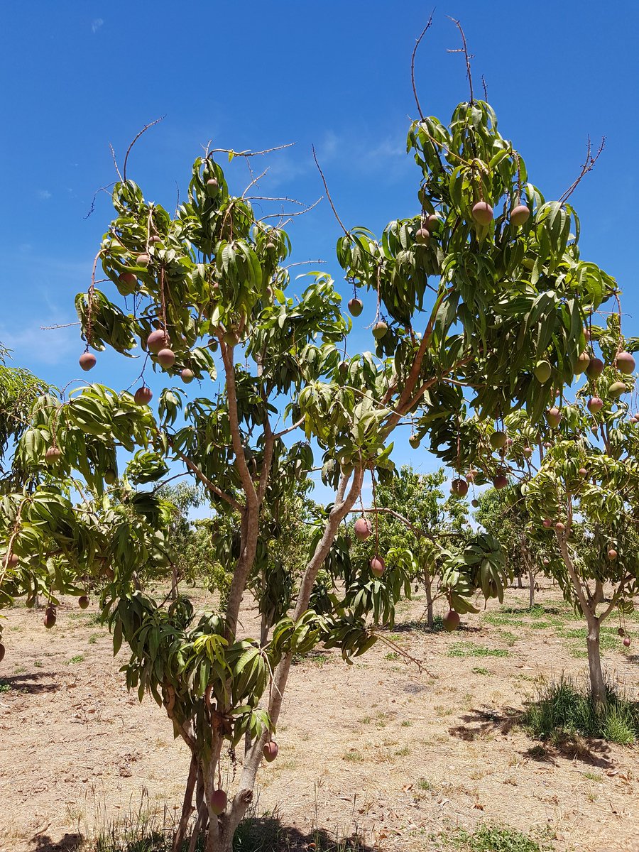 Currently in México 🇲🇽 doing PhD fieldwork thanks to <a href="/UoLDocSchool/">UoL Doctoral School</a> and @SantanderUni mobility grants. Learning about sustainable small-scale mango plantation and irrigation systems.