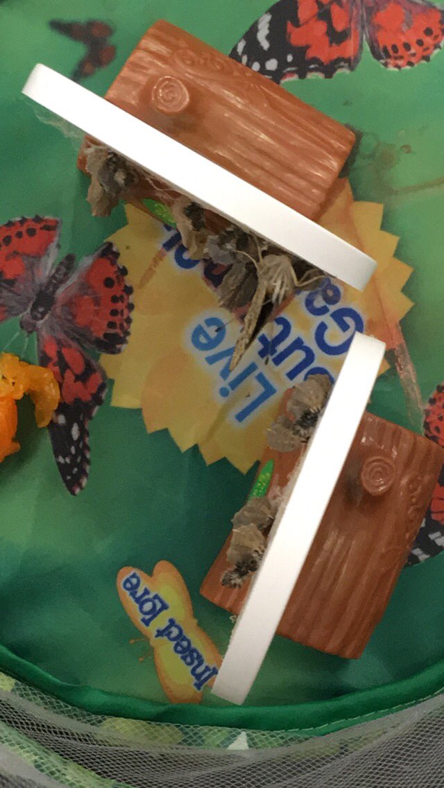We have our first butterfly!! #OnceACard #RidgeESrocks