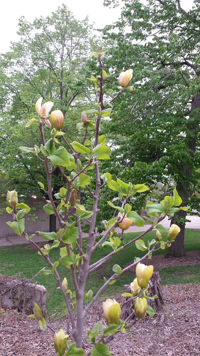 UISLibDean's tweet photo. It's so windy in #Springfield today that the tree flower petals are falling like #Snow. I'm excited to see the #Blooms on the #Magnolia honoring former Dean #JaneTreadwell outside of #BrookensLibrary. #UISedu https://t.co/hy9Rdoua2O