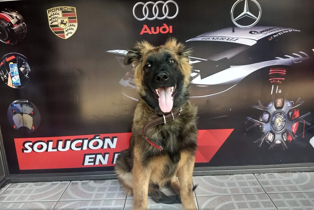 FrenosServicio's tweet photo. Ya revisaste tus #frenos ?
Servicio Especializado, si sales de #viaje tu #seguridad es primero. Consulta a los Expertos @frenosperfectos @frenosedomex @frenosizcalli @frenoscdmx #fordexpedition #fordexplorerlimited #ford #suburban #gmc #gmctrucks #FelizMartes https://t.co/XMd2x6jUuU