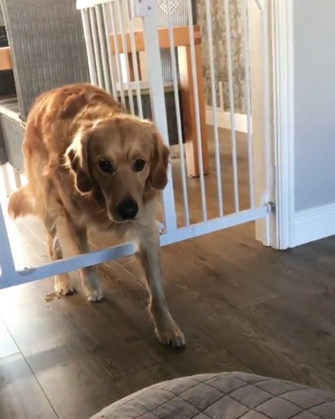 AdorableGoldens's tweet photo. Watch out Bella!! De Niro’s on the prowl... 🦁 🤣🤣 . . 
Credit to @bella_and_deniro_the_goldens https://t.co/N2DpzNZCyf https://t.co/Wvs1A8vXD4