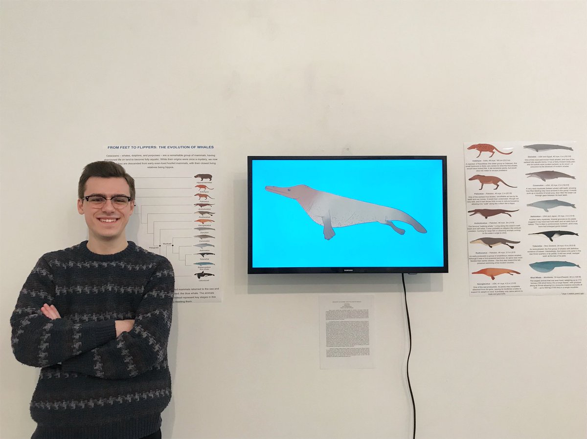 tylerstoneart's tweet photo. It’s finally done! My #honorsproject on #whaleevolution is now on display in the University of Iowa Visual Arts Building, room E148, and will be up for the next two weeks for the Honors in Major Show and Graduating Seniors Show. #animation #paleoart #imsogoddamntired https://t.co/qU1TB5L3lM