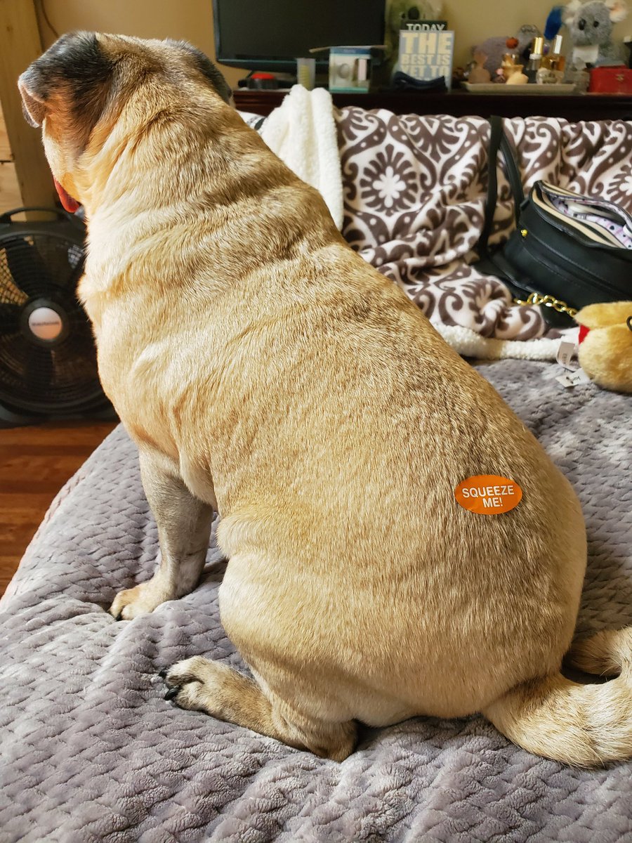 KKoalaM's tweet photo. Human thinks she's funny #Lola #puglife #pugbutt #dontsqueezethepug https://t.co/MyqG3ub7zC