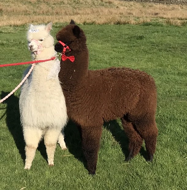 All dressed up with no where to go............#alpacawedding #alpacas #Romance #handsome #groom #proposal