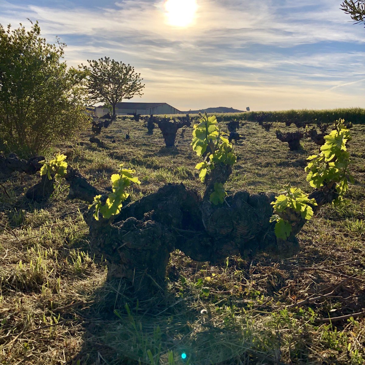 “Excuse me for not dying” #oldvines #grenache