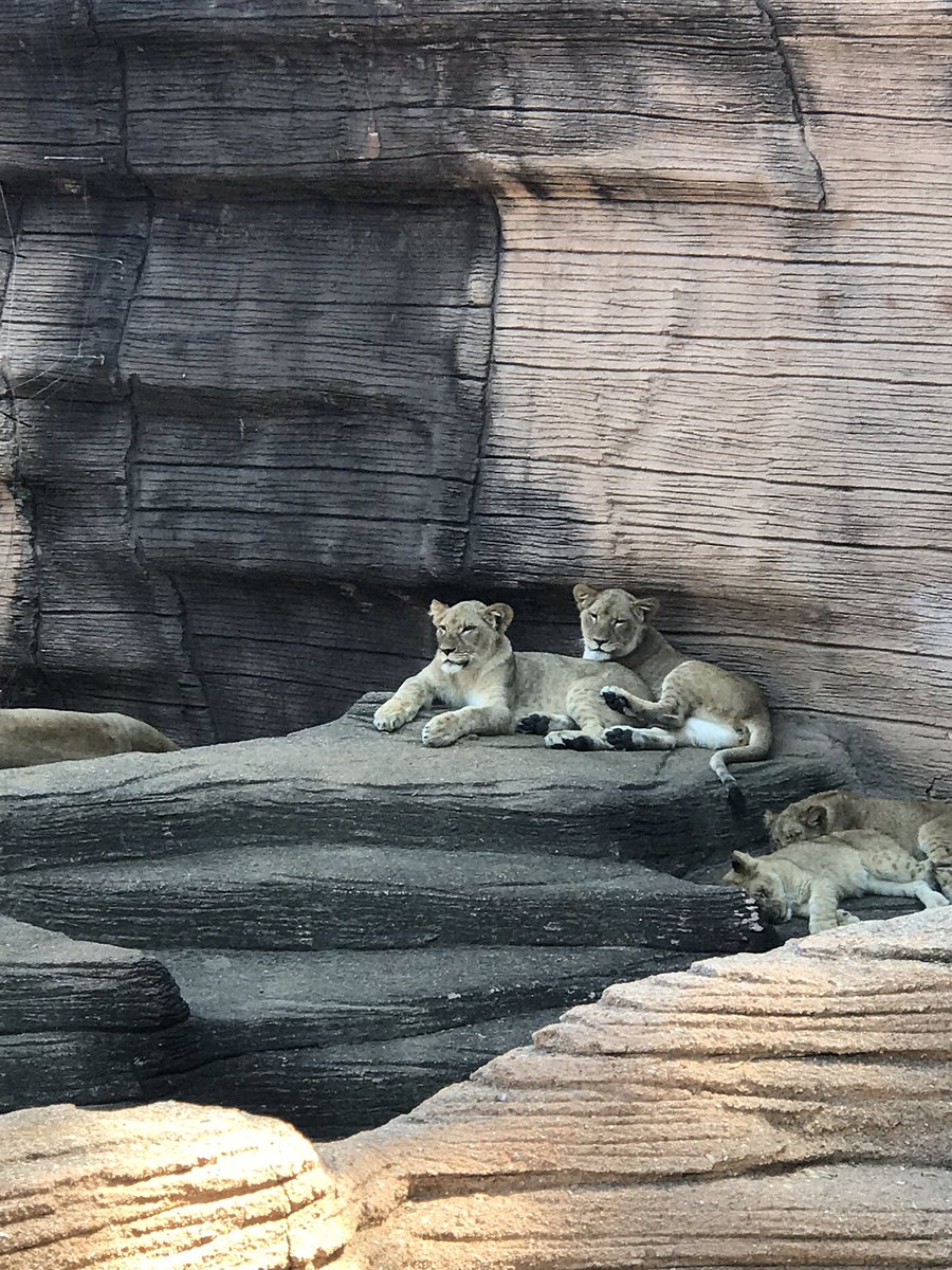 the_brandygrl75's tweet photo. More fun with my #KillianKinders @RiverbanksZoo @franklinscsu @gore_mgore @PaigeMaloneKES https://t.co/yIySmLhJl2