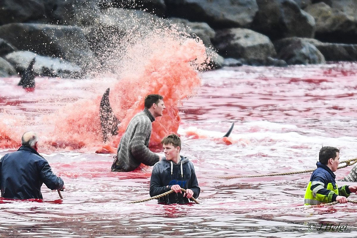A typical weekend day on the #FaroeIslands, Denmark. Drive #whales into the beach so they can be slaughtered by hand while friends, family, and tourists cheer. It's not tradition. RT to #StopTheHunt.