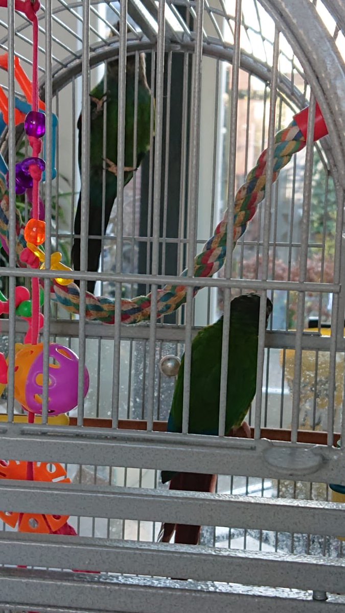 PipoConure's tweet photo. @CocoTheParrot Hello Coco here you see my new hut, where I sleep.
Furthermore my friend Penny who visites me often.
And you know what.....I was tested and I am a boy!! https://t.co/kSnBxVVk7T