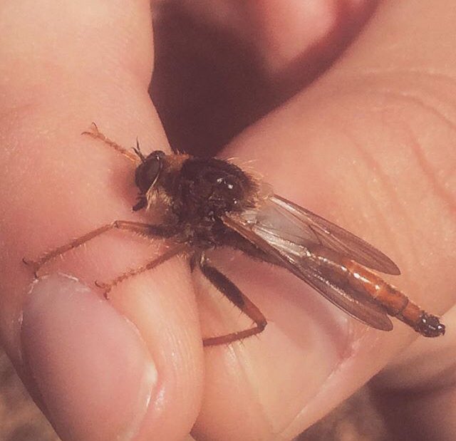 Happy #WorldRobberFlyDay here is a photo of a Proctacanthus sp. biting me. I’ve been lucky enough to be bit a few times by robber flies over the years. It doesn’t really hurt and feels more like a pin prick.