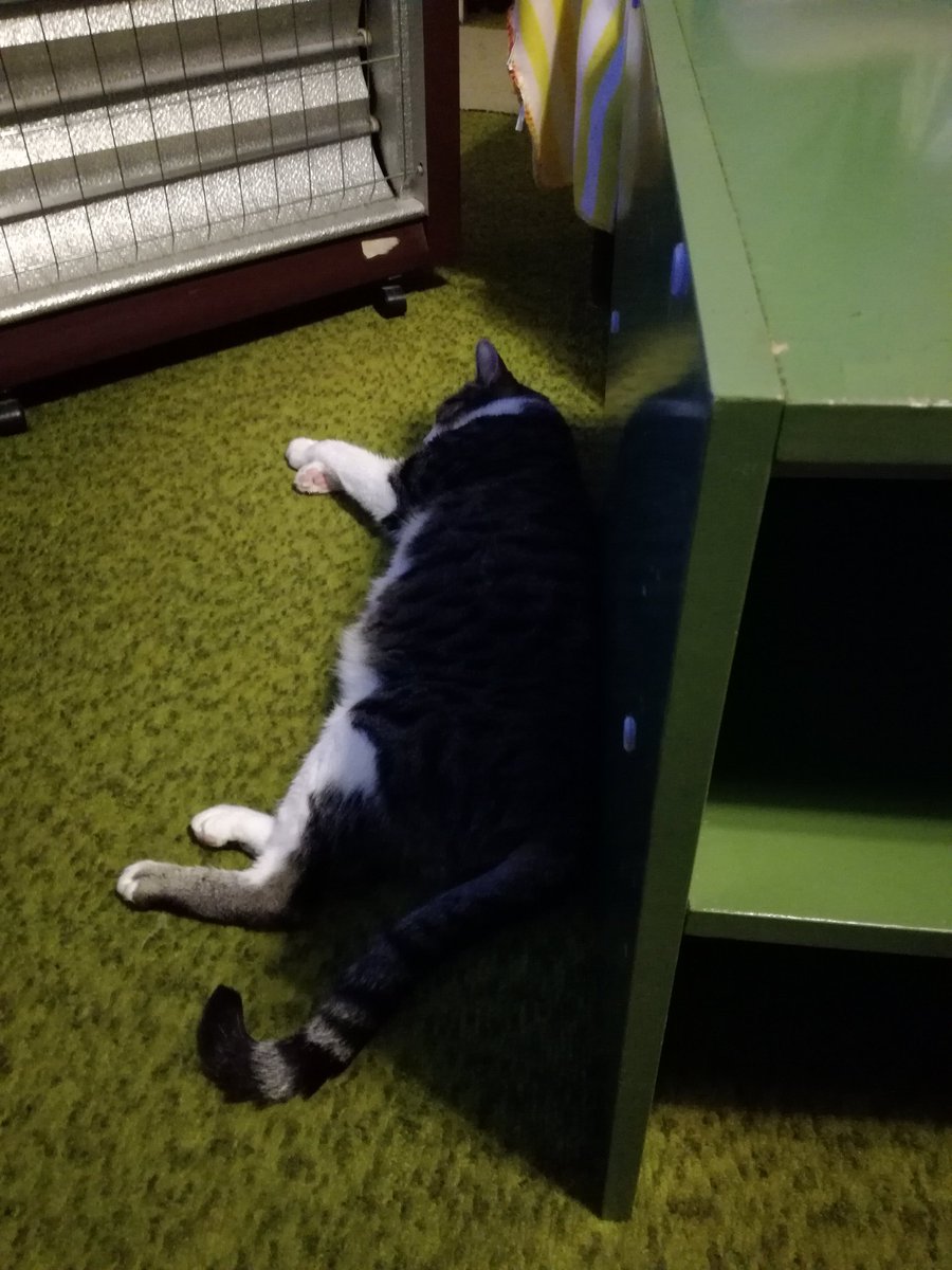 Bat_The_Cat's tweet photo. Some of us are watching #TottenhamAjax - others are not. #CatsOfTwitter #Cats #tuesdaySelfie #catlovers https://t.co/FitRZYEscP