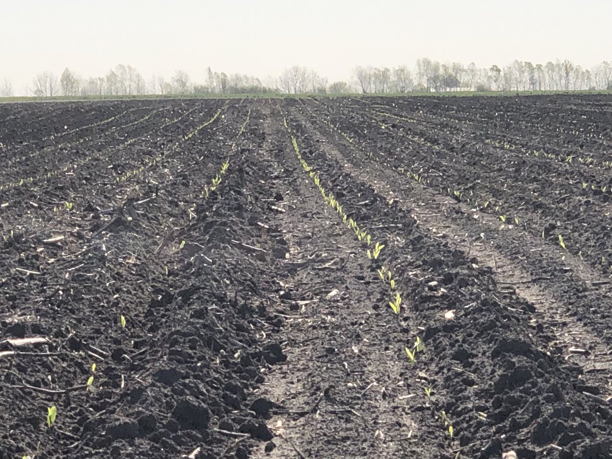 rachellraines's tweet photo. My favorite part of #plant19 is seeing the new genetics come to life on our farmers fields &amp; in MD plots! @Asgrow_DEKALB @DKAS_MO #GoodData https://t.co/GcnRXxcT1e