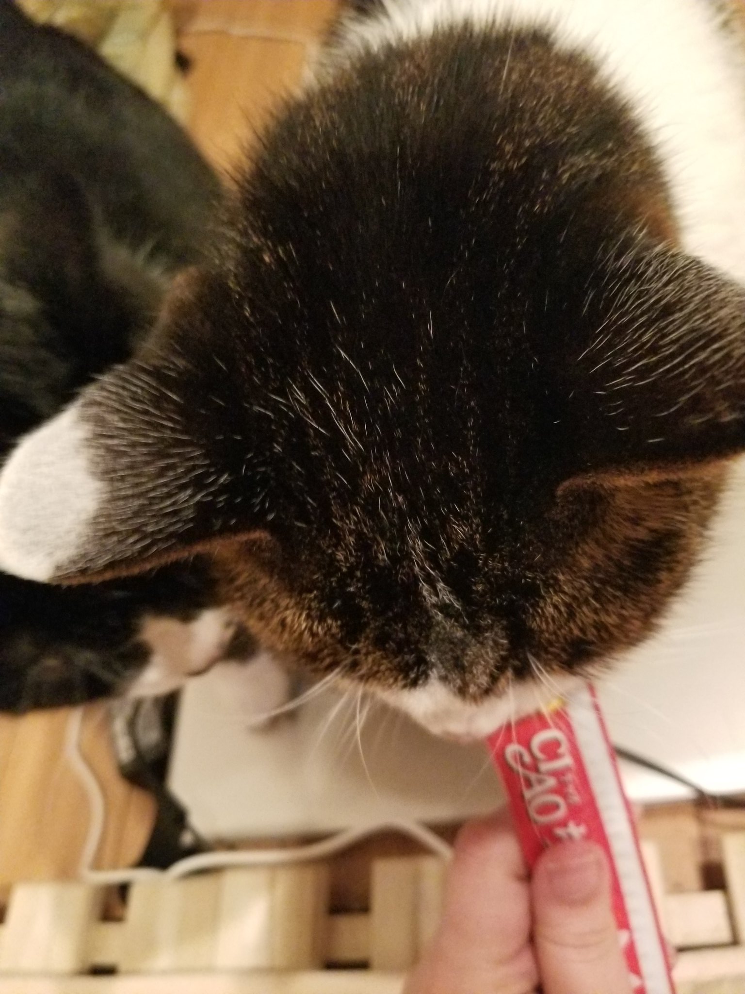 すあま 18年前妹が抱いて帰って来た仔猫はとにかくモリモリ食べた 成長期も食べたし 成猫になっても食べたし デブ猫 になっても食べたし 老猫になって肝臓癌と腎臓病と心臓病を患っても食べたし 余命宣告されても1年以上モリモリ食べたし 昨日も食べた