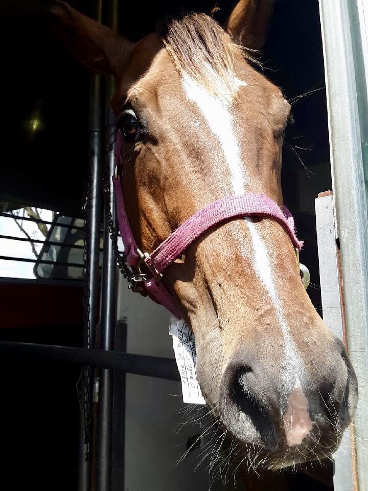 PETE’S FLEET (2011 NY-bred) left <a href="/CaribbeanOTTB/">CaribbeanTBAftercare</a> Ocala foster farm &amp; is on way to new life at <a href="/ExcellerFund/">The Exceller Fund</a> where he’ll be trained to help at-risk youth (non-riding). Thank you to ALL who helped Pete♥️ Pls consider supporting him &amp; other Racing Warriors🐎 excellerfund.org