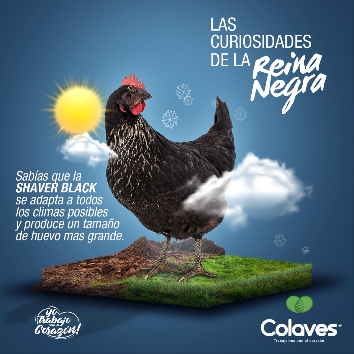 colavescol's tweet photo. Nuestra reina negra, luchadora y adaptable  a todos los climas... Que esperas!! Pregúntanos más sobre ella y conoce todo lo que te puede ofrecer! visítanos en https://t.co/yT5a3fNnhM #trabajamosconelcorazón #avicultura #colaves #Colombia https://t.co/GKQQw1Do6t