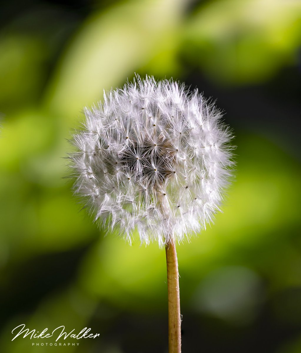 A little different than my usual aquatic offerings. After a day hanging off of the decorating tools, I didn't manage to get out to enjoy the decent evening of light. Still, the lawn yielded this specimen. <a href="/zis_photography/">ZIS Macro Photography+</a> <a href="/DandelionPhoto/">Dandelion Photo</a> <a href="/BBCSpringwatch/">BBC Springwatch</a>