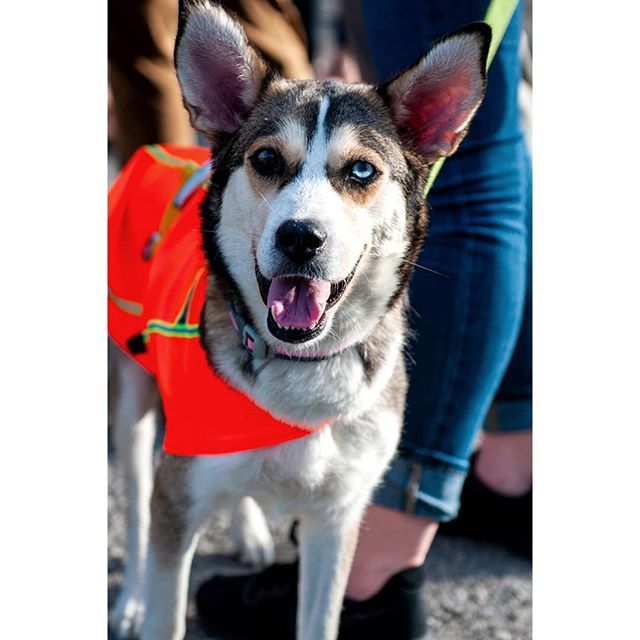 gunnrwilliams's tweet photo. Adopt me says the cute pooch...Lawrence,KS Humane Society. #youwithdog
#dogart
.
.
.
#photography #photograph #picture #pictures #gunnarwilliamsphotography #gunnwilliams #dog #dogs #dogphotography #puppy #dogoftheday #dogsofinstagram #rescue #rescuedog #… https://t.co/nCsS2wGf1K https://t.co/ETWslFNHdG
