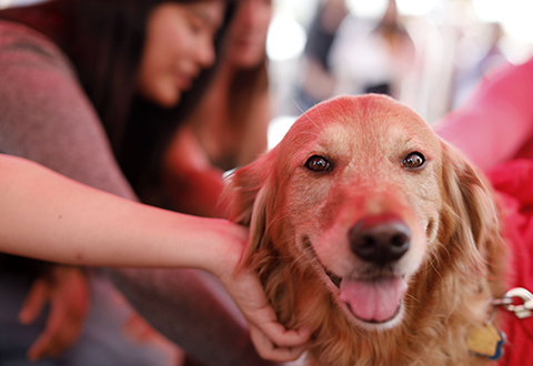 CalStateLA's tweet photo. It's #NationalTherapyAnimalDay!

We're excited to welcome the therapy dogs back to campus next week to help students de-stress for finals. #MindMatters 

🐶💚🐶

📅 May 8 
🕒 11:30 a.m. to 1 p.m. 
📍 Main Walkway https://t.co/V8rLvfovmA