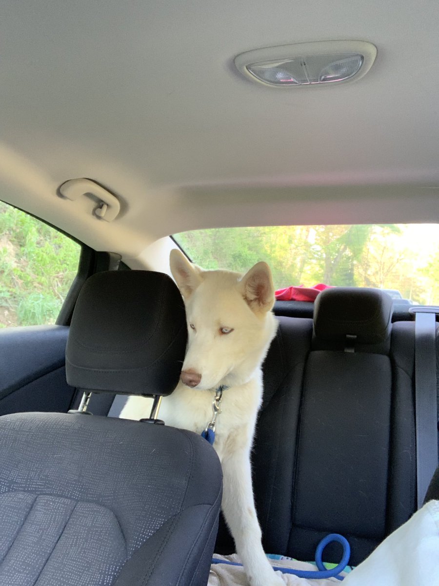 jordynmaranda's tweet photo. 5 months old, is in the car weekly, and is still terrified of the car (or my driving. Unsure which one) https://t.co/SSxmEg1adO