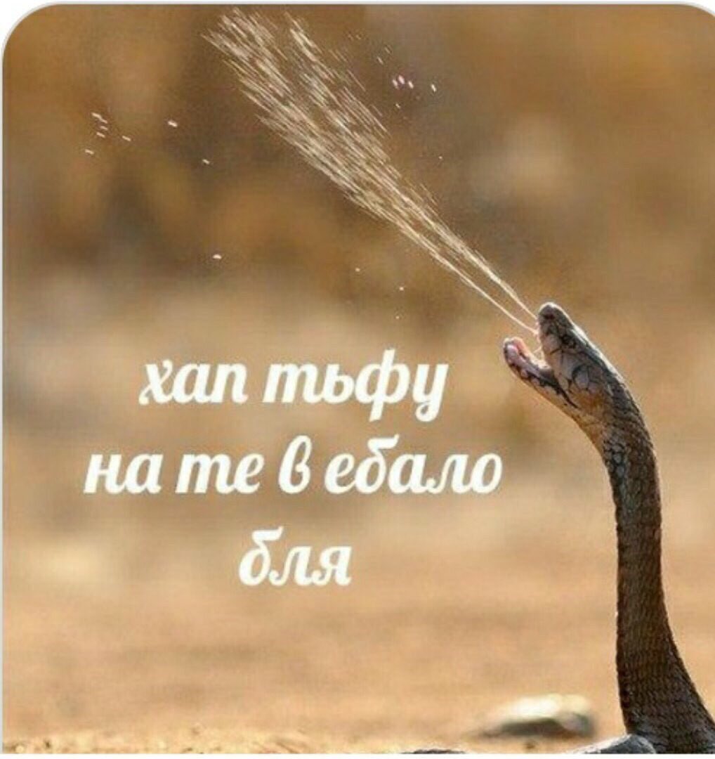 Змея Мем