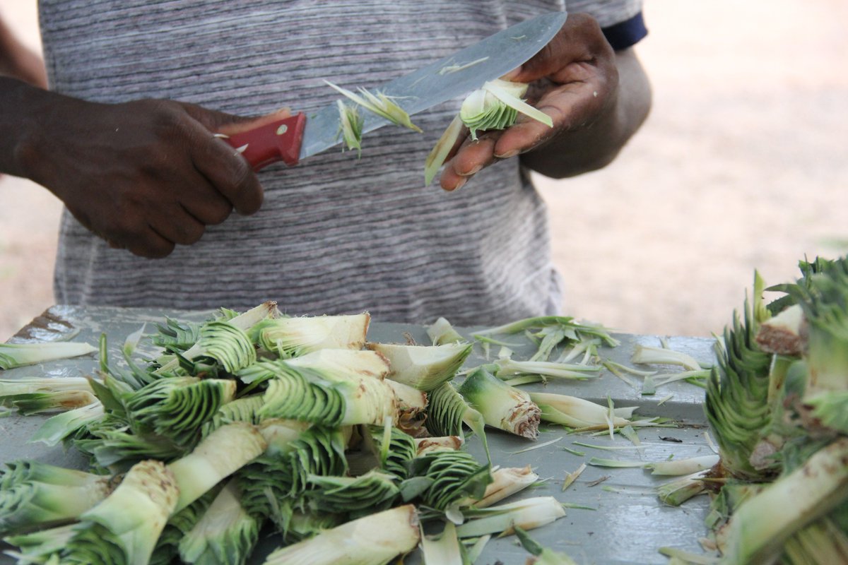 Pineapple Value Chain Project Carp+ Ghana tweet media