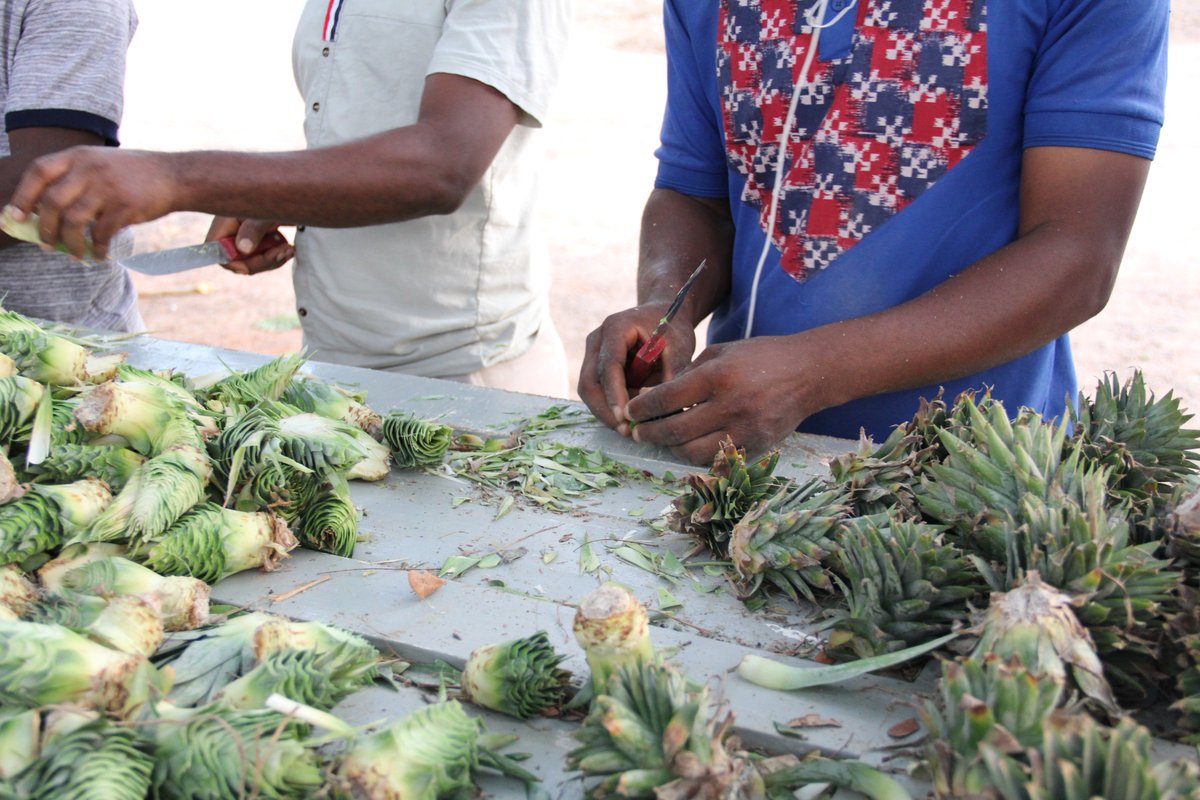 Pineapple Value Chain Project Carp+ Ghana tweet media