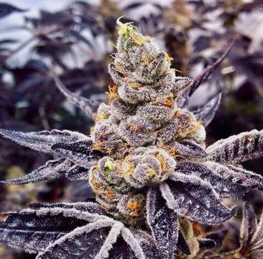 Frosty❄#phenos dumping #resin galore! She smells like a skunk dipped in #GAS !⛽⛽⛽
#crecergreenlabs #crecerconsulting #topshelf #floridacannabis #cannabis #premiumcannabis #weed #marijuana #thc #cbd #terps #dank #crip #flweed #hightimes #herb #bud #gonga #thekingsofcannabis
