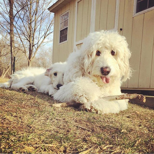 cowboymagic's tweet photo. camouflage 😉
Photo by @misseloisethegoldendoodle
.
"Can you spot the hidden dog?”
.
.
.
.
.
#goldendoodle #njgoldendoodles #goldendoodlesofinstagram #doodlesofinstagram #doodle #babydog #puppiesofinstagram #dogsofinstagram #puppy #doodletales #buzzf… https://t.co/t9QDcCHNRU https://t.co/2hJ84xBuKu