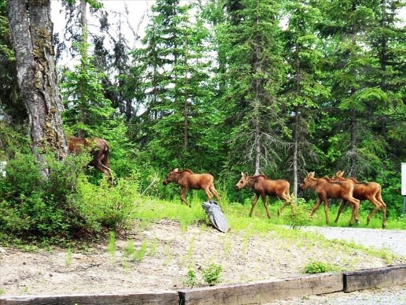 HolidayRoot's tweet image. A Charming bungalow style cabin nestled in the woods on a small private lake. Great for Couples for a #RomanticGetway away from the city.

#HolidayRoot #AlaskaVacationRentals #KenaiPeninsulaVacationRentals #SoldotnaVacationRentals

Inquire Today &amp;amp; Book! ☺️
holidayroot.com/accommodation/…