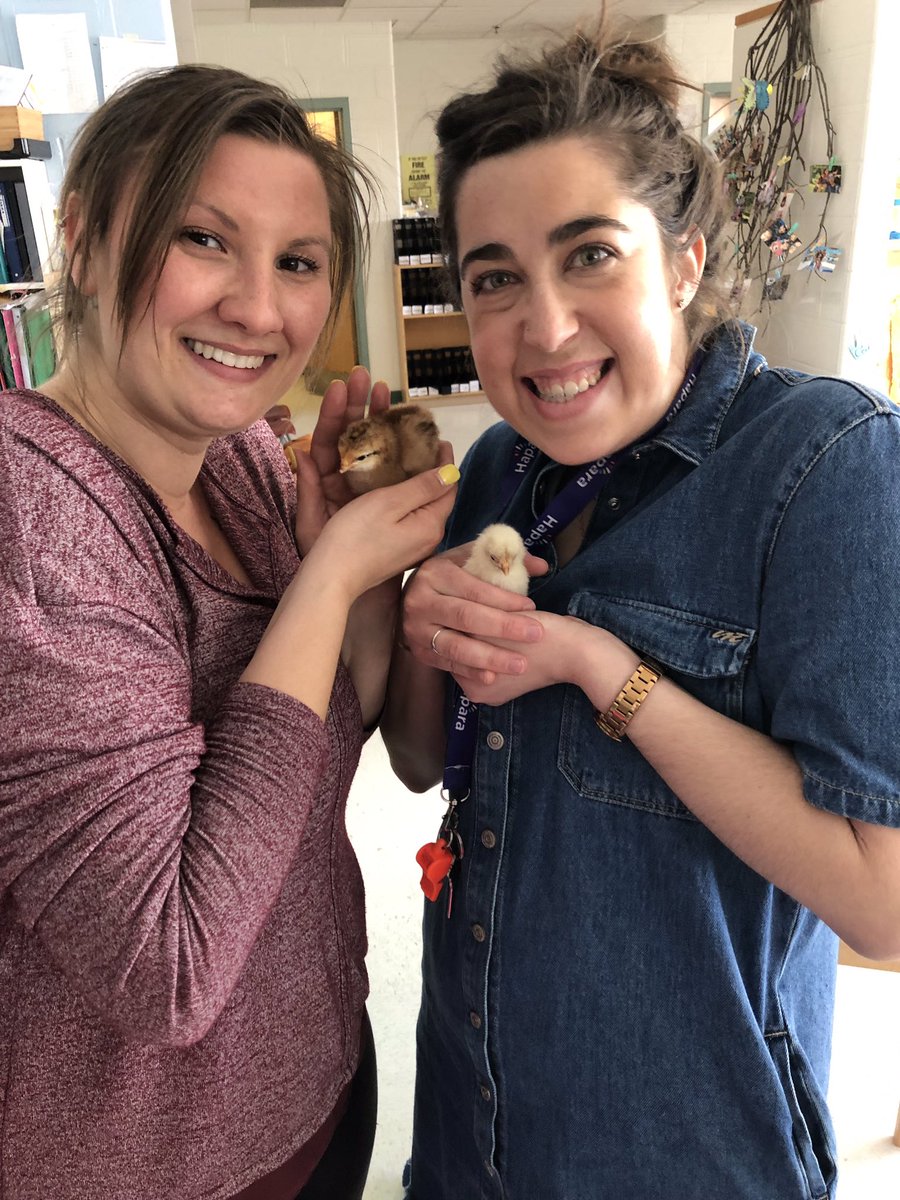 KindertownJS3's tweet photo. We are SO excited about our chicks!! #ocsbKindergarten #lukocsb #ocsbdl https://t.co/MRbBtE1XnD