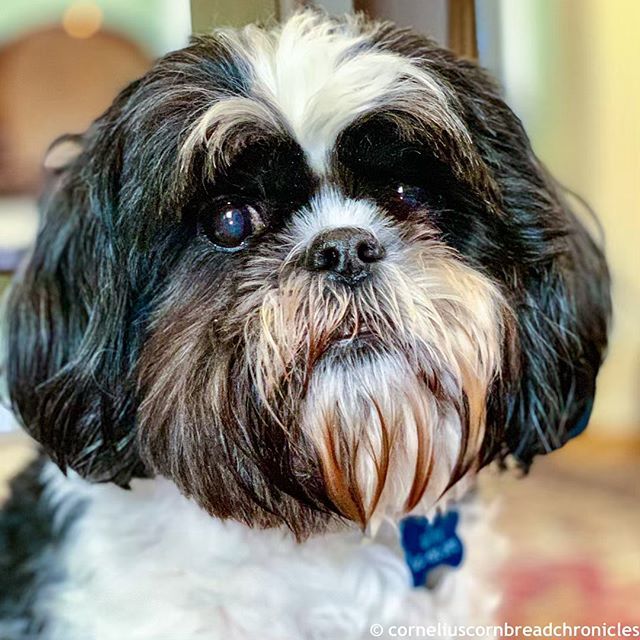 corneliuscorny's tweet photo. 🐶Hey y’all, it’s me, Duke the Cat-Dog! Me showing the doggies how to #NTOT and NOT stick your tongue out on Tuesday. It real easy. Just close your mouth and then look at da camera. Like Me, Duke! Woofly! We gots options now #NTOT if ya don’t wanna st… https://t.co/Qk2ZVKzpOq https://t.co/F5qkFJMJmu