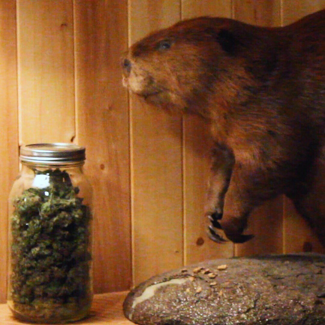 Come dance with us! #dancingbeaver
.

#dancingbeaverbrand #brand #cannabis #weed #dank #growing #hydroponics #organic #cbd #hemp #wax #weed #cannabis #marijuana #cannabiscommunity #thc #cbd #stoner #ganja #kush #smoke #life #highlife #dank #high #dabs #medicalmarijuana #bud