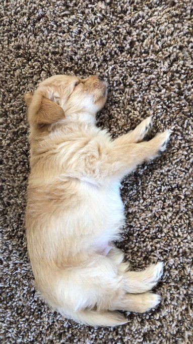 Lil nugget 😍😭 https://t.co/CiuyS8MYt3