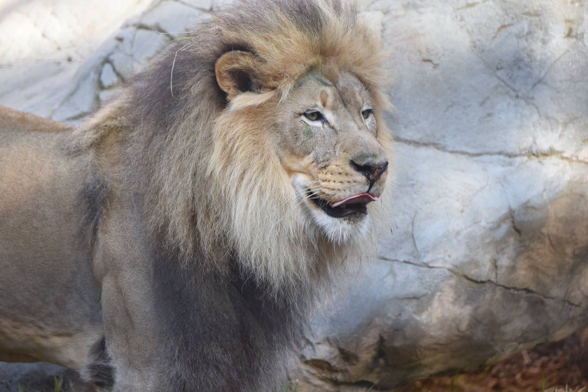 DoubleTree_SRC's tweet image. Traveling with kids? They&apos;ll love spending the day at the @SacramentoZoo ! Head over and visit their 125+ species of animals! 🦁

📷: @SacZoo