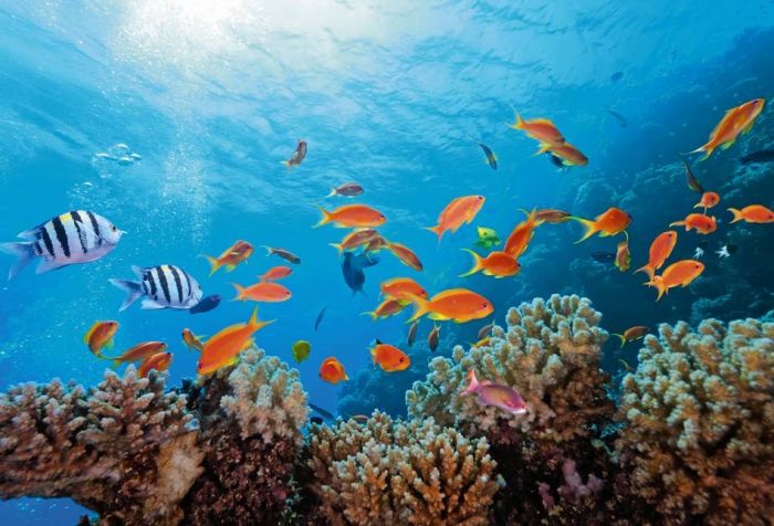 MrPoissons's tweet photo. Ce à quoi on s'imagine quand on pense au Monde Aquatique et ce qu'on voit en vrai. 
Ce n'est pas aux poissons d'agir, mais à nous.🐠
#SauvonsLesOcéans #SauvonsLesEspèces https://t.co/47DsChkwkj