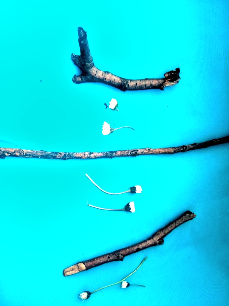 penguinsmissp's tweet image. Year 2 - #repeatedpattern. We explored first hand the concept of repetition by creating a variety of tricky patterns (including doubles &amp;amp; triples) using natural items foraged in our outdoor area. What happens to our pattern if just one item isn't in correct sequence? @MGPAcademy