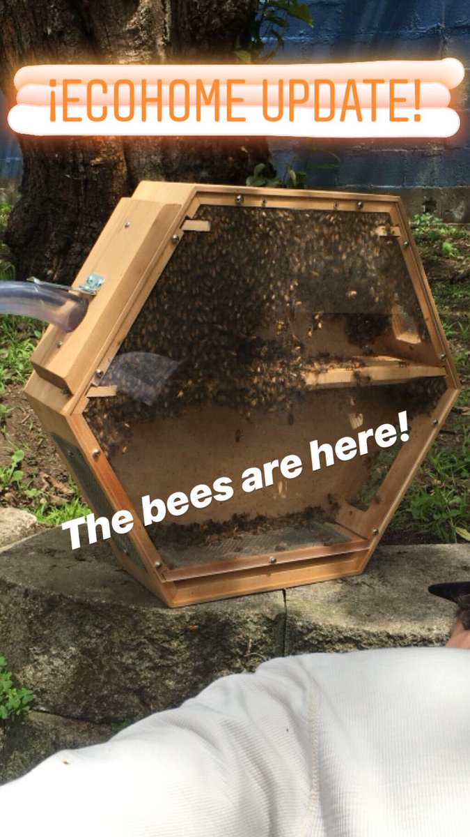 MatterOfTrust's tweet photo. New #beecosystem at our EcoHome! https://t.co/L5wSeCuylh
