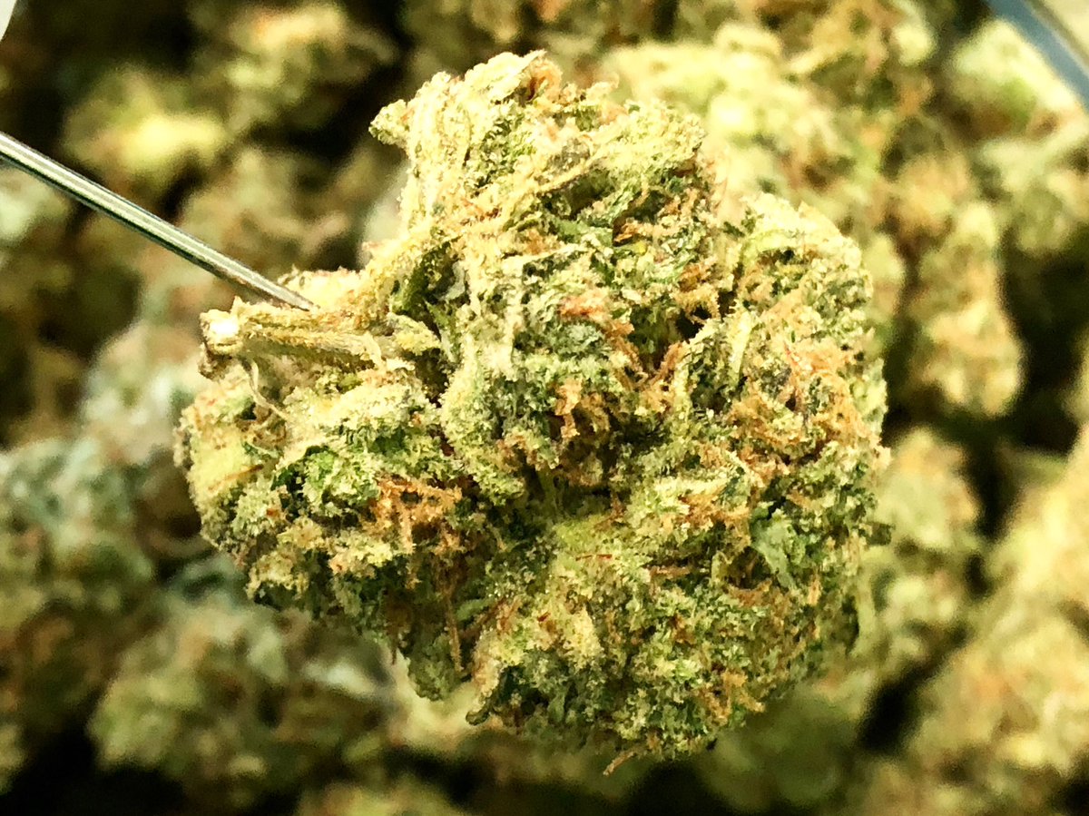 GreenRemedypdx's tweet photo. The kind of black widow you want to have in your house by @trichome_farms, whatโs your favorite by them?!
#cannabiscommunity #pdxweedculture #pdxstoner #pdxstoners #pdxweed #greenbandaid #seportland #weedporn #weedporndaily #blackwidow #weed #weeddaily #weedpost https://t.co/FgEetuX3Qz