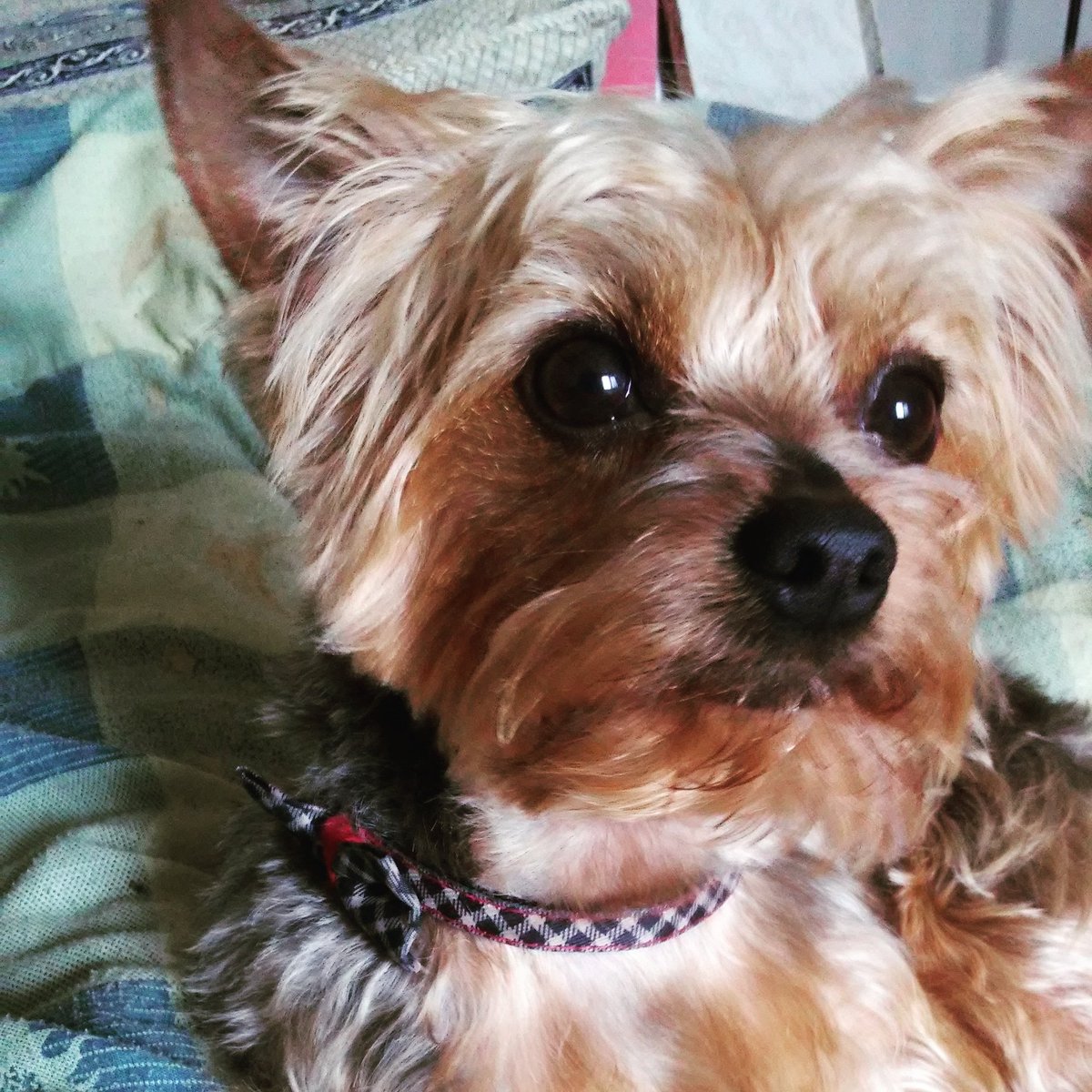 May 3 <a href="/KStPierreMusic/">Kristine St-Pierre</a> <a href="/Justin_Lacroix/">Justin Lacroix</a> 
May 4 @MappeOf <a href="/Shadowhandband/">Shadowhand</a> 
May 10 <a href="/jb_saturday/">JB and the Saturday Nights</a> <a href="/tylerkealey/">Tyler Kealey</a> 11th <a href="/JadeaKelly/">Jadea Kelly</a> <a href="/theheartichokes/">TheArtichokeHearts</a> 
May 17 <a href="/LoraBidner/">Lora Bidner</a> <a href="/BrendenMacgowan/">Brenden MacGowan</a> 18th <a href="/TribeRoyal/">Tribe Royal</a> 
May 23 @megannashmusic <a href="/gravencanada/">Graven</a> Sam via <a href="/WordsandGuitar/">Alicia Elliott - AND THEN SHE FELL out now!</a>