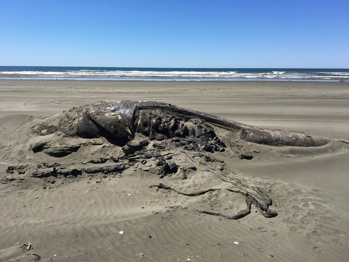 What is happening to cause the beaching of so many #GrayWhales?
Tune into KIRO7 at 545 today and find out