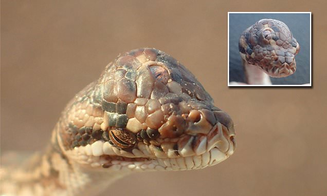 Three-Eyed Snake! Australian Rangers Find Deformed Python With Fully  Functioning Third Eye (View Pic) | 👍 LatestLY