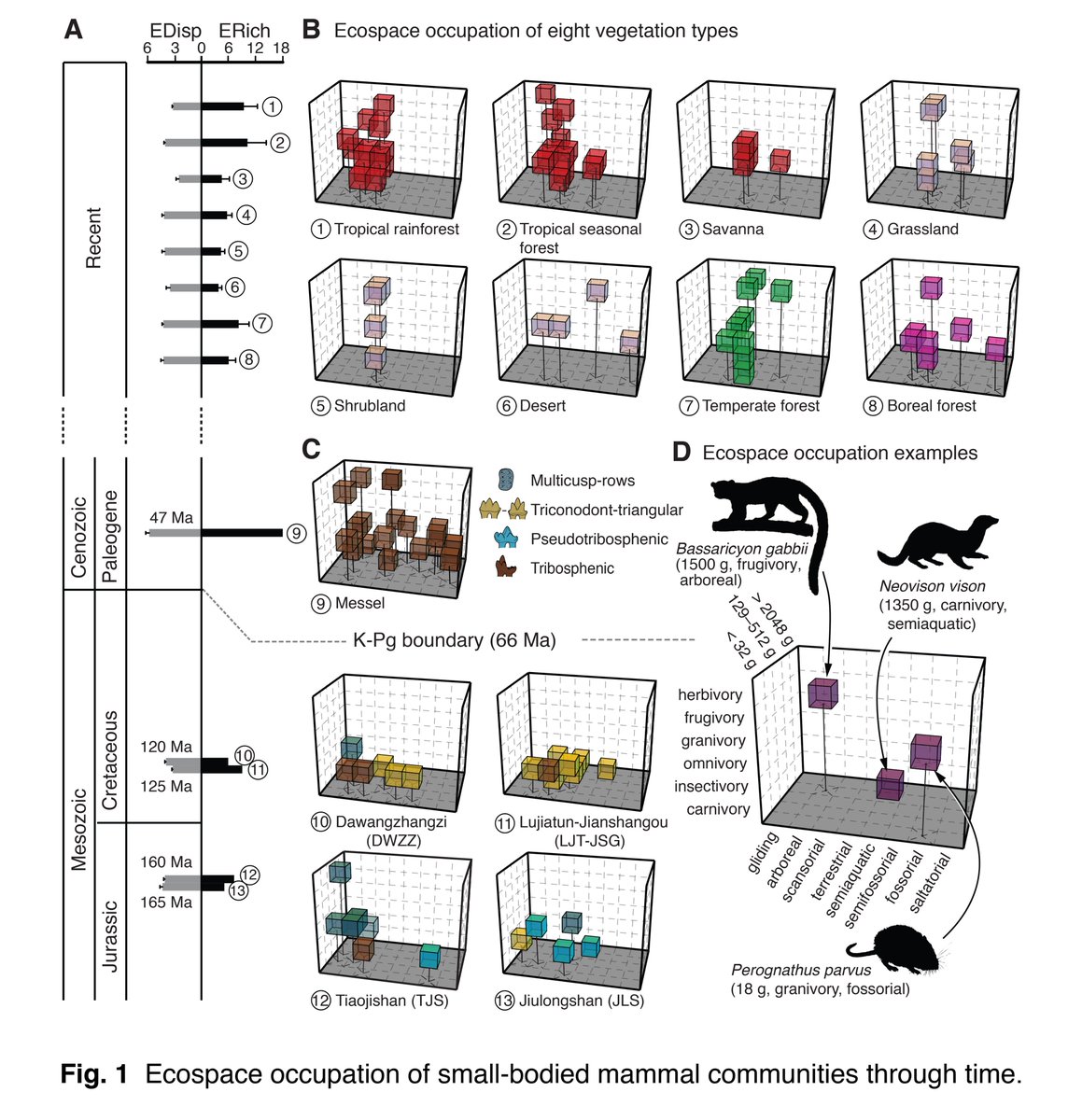 Our most recent paper on #Mesozoic #mammal #ecospace pnas.org/content/early/… with <a href="/UWBiology/">UW Biology</a> grad alum <a href="/Meng_Chen_/">Meng Chen</a> and <a href="/burkemuseum/">Burke Museum of Natural History and Culture</a> paleobotanist <a href="/caestromberg/">Caroline Strömberg</a>. Flowering plants, new teeth and no dinosaurs: New study sheds light on th... washington.edu/news/2019/04/3…