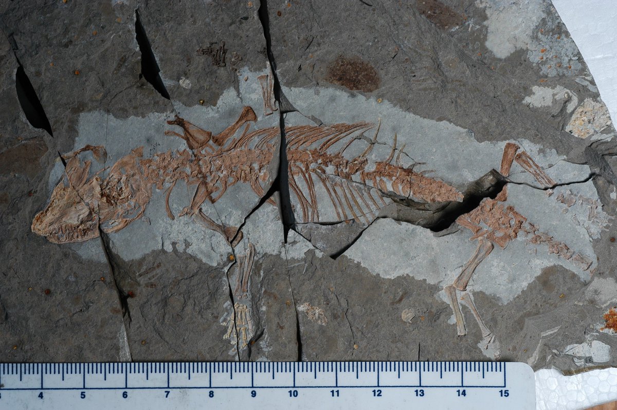 Greg Wilson Mantilla tweet media